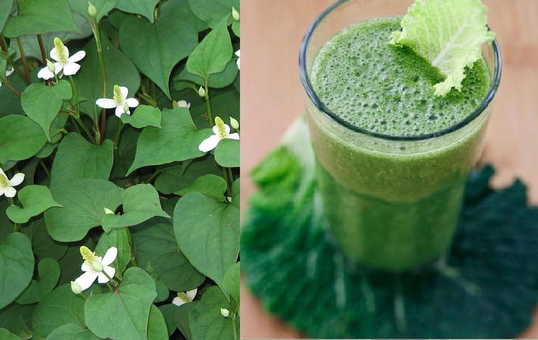 trị mụn bằng rau diếp cá